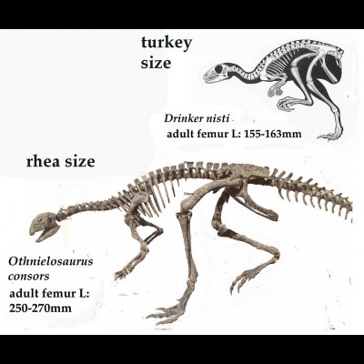 Comparing Drinker & Othnielosaurus
