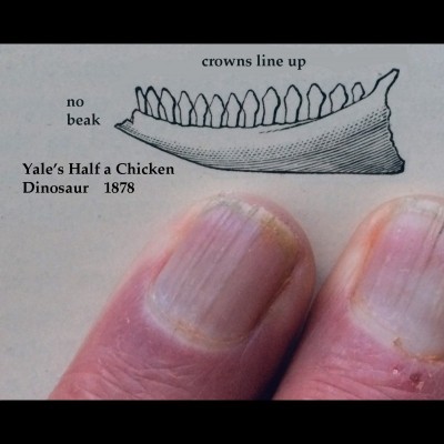 The type drawing for Nanotyrannus with Bob's fingers for scale.