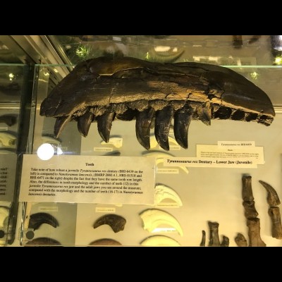 The large dark jaw of a T. rex.
Photograph courtesy of Peter Larson.