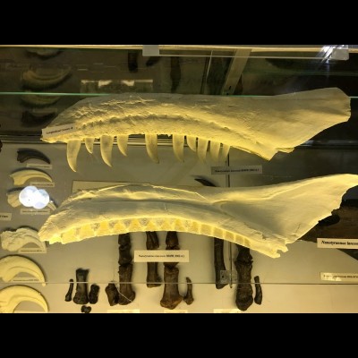 Slender jaw casts of Nanotyrannus. Slender dark bones are Nano fingers. Next to fingers are Nano claws. Blunt pale claws are casts from Trex.
Photograph courtesy of Peter Larson.