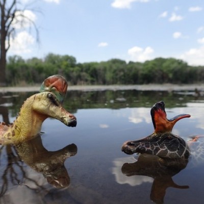 Listener DeWaine Tollefsrud let his hadrosaurs go swimming after Jack Horner said it was okay. Check out the adventures and hijynx of DeWaune's dinos on Facebook!