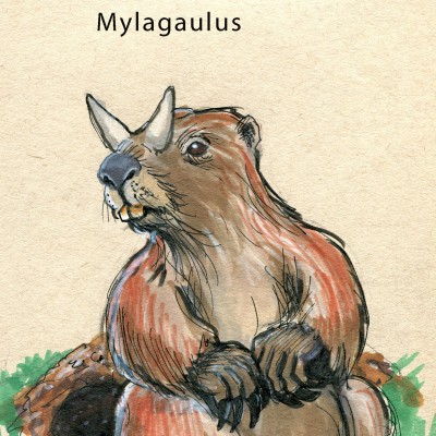 I&nbsp;cuuuute little Mylagaulus by Blane Bellerud @BellerudB on Instagram.