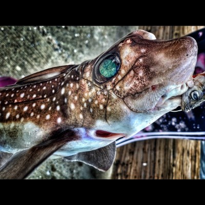 A male ratfish, note the crazy cool turquoise eyes. 