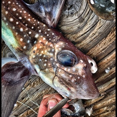 Male ratfish with the ‘girl grabbing’ tenaculum rising from the middle of  its head.