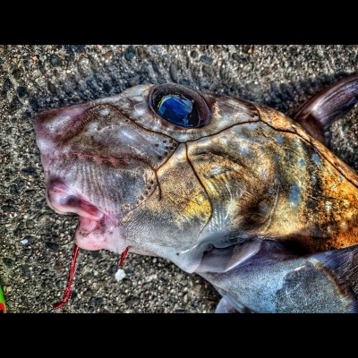 A female ratfish caught off the dock in Ketchikan.