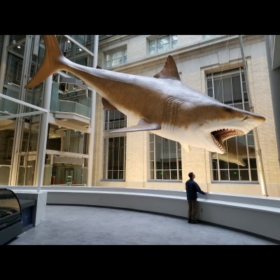 Gary Staab standing in front of his life sized (52 feet long!) Megalodon hanging at the Smithsonian Museum of Natural History.
