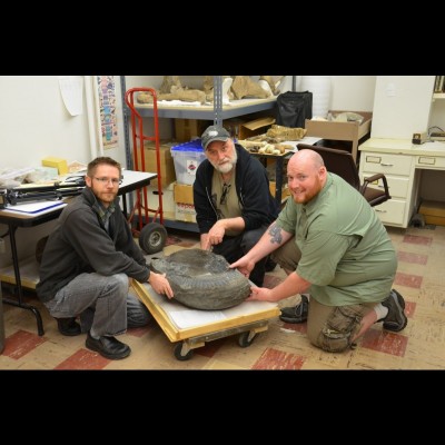 Leif Tapanila, Ray Troll and Jesse Pruitt gather around a tooth spiral the size of an automobile tire in 2012.