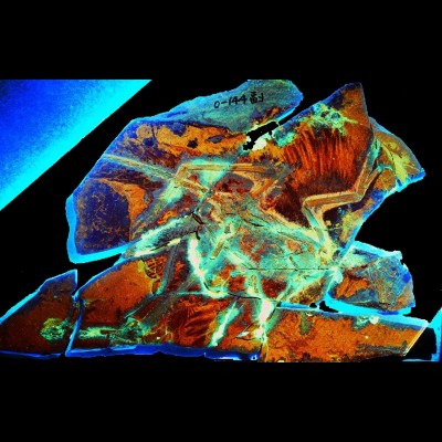 A stunningly detailed fossil of the Chinese four winged raptor Anchiornis huxleyi under LSF light. This is from the paper Tom Kaye published with his co-author Michael Pittman.