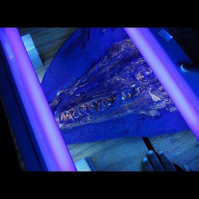 The same fossil under UV light. Note the glowing scales on top of the skull in the upper right. 