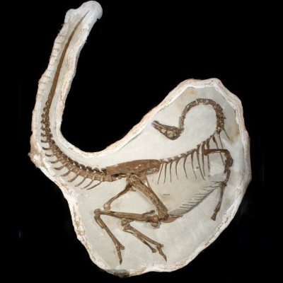 This is one the most complete Ornithomimus skeletons ever found. It&rsquo;s the &ldquo;one that got away&rdquo; from Kirk when he was digging in a Cretaceous leaf quarry. The day after he dug his buddies found this beauty, now on display at the Royal Tyrell Museum.