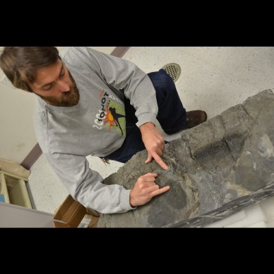 Pat checking out a small ichthyosaur called Torectonemus found on Gravina Island in Southeast Alaska.