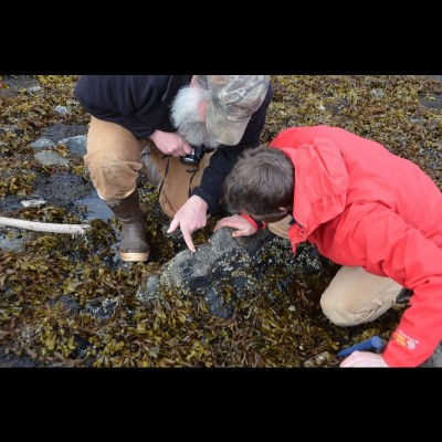 Jim spots an ichthyosaur bone at low tide.