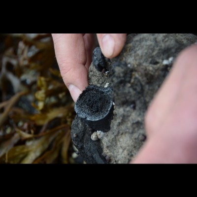 The end of rib bone of a large ichthyosaur spotted by Jim.