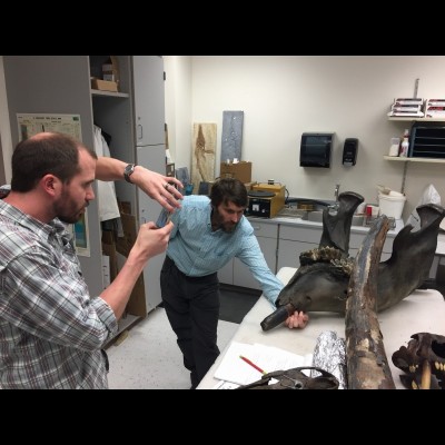 Pat adjusts the lower jaw of a mastodon for Ryan Kenny from the Anchorage Museum to photograph. 