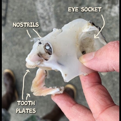 The cartilaginous skull of a ratfish showing the weird paired tooth plates.