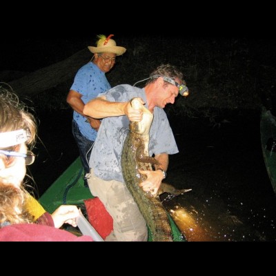 Gary wrestling a 3 legged caiman pulled from the Amazon River.