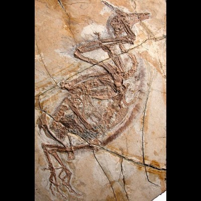 A specimen of Yanornis from the Jehol Biota that Jingmai used to determine cause of death which is difficult to determine in fossils preserved in lake sediment.