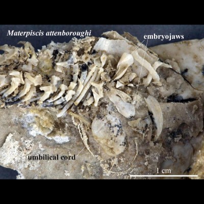 Materpiscis&nbsp;(the "Mother Fish") with it's telling characteristics labelled.&nbsp;&nbsp;