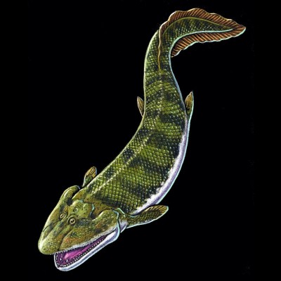 Tiktaalik, a colored pencil drawing by Ray. Elpistostege looks pretty darn similar.