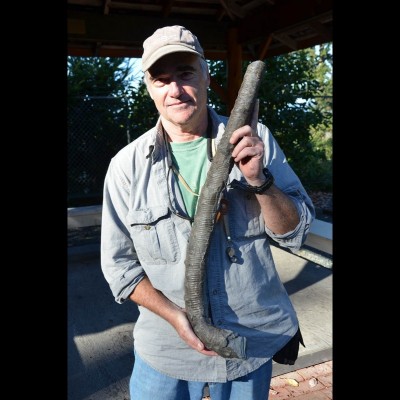 Peter Ward with a fantastic heteromorph ammonite from the late Cretaceous of Vancouver Island.