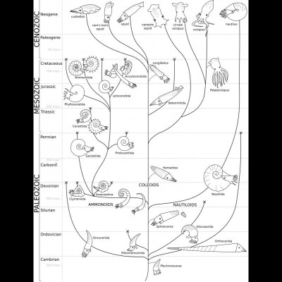 Family tree of all the cephalopods, drawn by Danna and inked by C.A. Clark