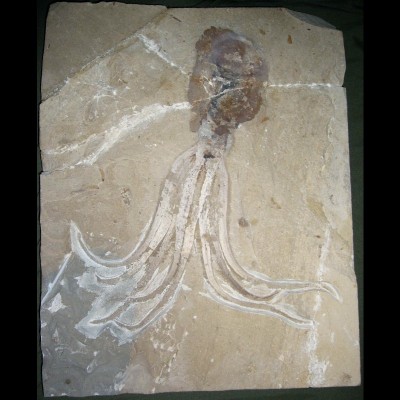 Octopus fossil from Cretaceous rocks in Hakel, Lebanon, courtesy of Roy Nohra, Expo Hakel