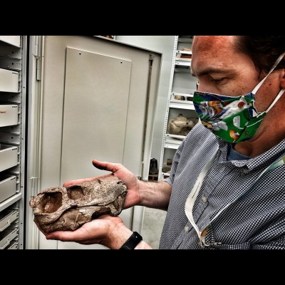 Christian shows off a synapsid skull from a Permian deposit in Zambia on Ray's recent visit to the Burke.&nbsp;