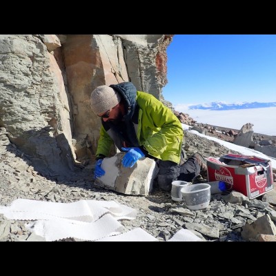 Sometimes the discovery isn't under dirt or rock, it's under another fossil!&nbsp; Christian's been to Antarctica four times over the years to collect specimens.
Photo by Roger Smith.