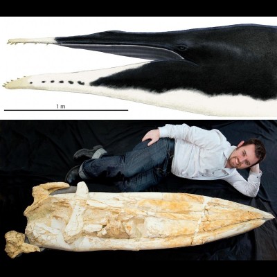 One of the "surfboard" whales Bobby studied (and named!) for his Ph.D, Waharoa ruwhenua.&nbsp;Artwork and scale by Bobby himself