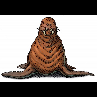 Gomphotaria, the prehistoric four tusked walrus.