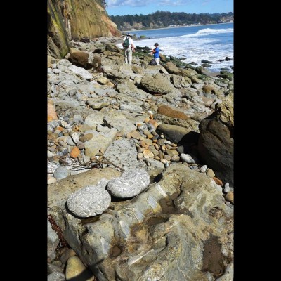 Can you see the fossil whale vertebrae in the foreground?