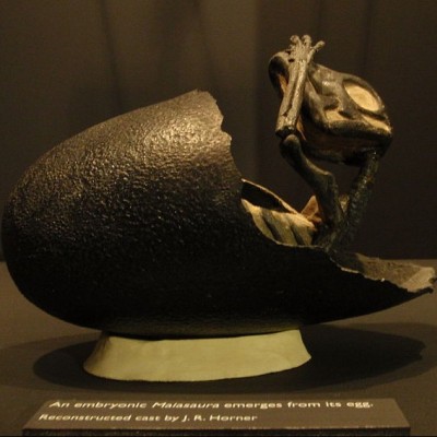 A reconstruction of a Maiasaura&nbsp;hatchling emerging from an egg.Source: Wikipedia