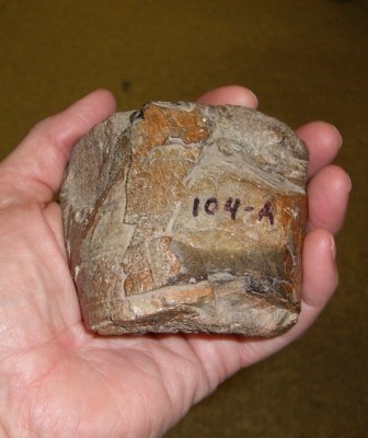 It might not look like much, but this chunk of hadrosaur humerus was the first dino bone Jack found when he was 8 in Dupuyer, MT in the Two Medicine Formation.