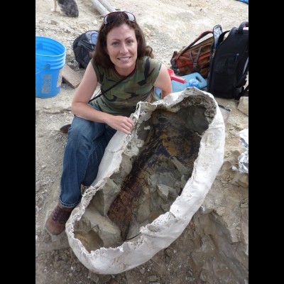 Jacketing a sauropod bone at the Livingston Quarry.