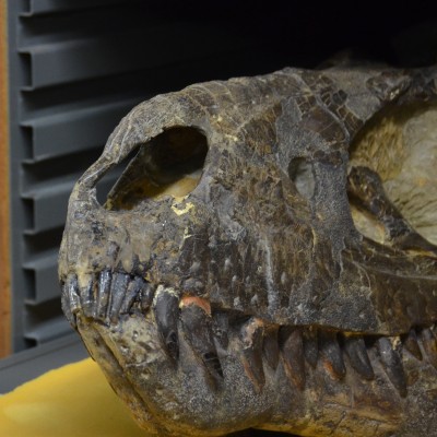 Episode two's Kirk Johnson staring at a beautiful teenage T. rex skull at the Cleveland Museum of Natural History.