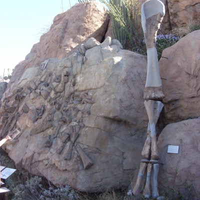 The exhibit panel JP help create for the Ancient Arizona exhibit at the Arizona-Sonora Desert Museum in Tucson, Arizona. He drew the Sonorasaurus thompsoni skeletal reconstruction and helped reconstruct the forelimb&nbsp;for the exhibit as a high school senior.&nbsp;