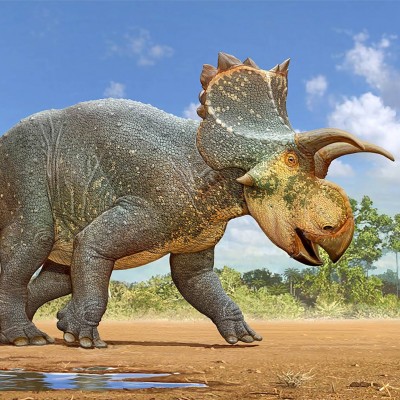 JP was part of the team that described a new horned dinosaur from Arizona, Crittendenceratops kryzanowskii, found in the Santa Rita Mountains south of JP&rsquo;s hometown of Tucson Arizona. (Art by Sergey Krasovskiy)