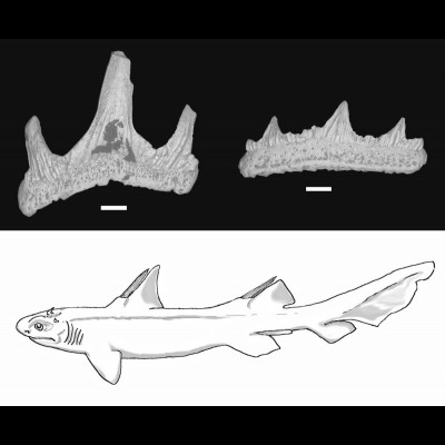 Diablodontus michaeledmundi, a 260 million-year-old hybodont shark from the Kaibab Formation of northern Arizona, described by JP Hodnett and David Elliott in 2013. (Art and photos by JP Hodnett)
