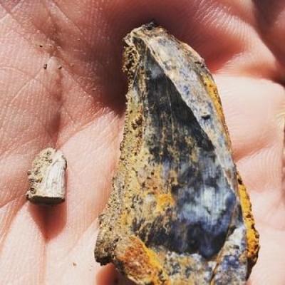 A tooth of the large theropod dinosaur Acrocanthosaurus (right) and a goniopholid crocodile (left) found by JP in October 2020 on the same day. Crocodile teeth are the most common vertebrate fossil found at&nbsp; Dinosaur Park while large theropod dinosaur teeth are one of the rarest fossils. (Photo by JP Hodnett/M-NCPPC)