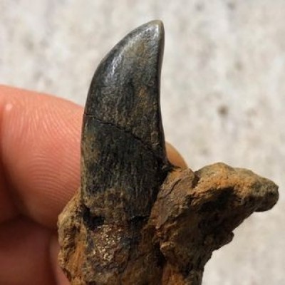 A tooth of the sauropod dinosaur Astrodon johnstoni, the state dinosaur of Maryland. This tooth was found by a young Paleo Nerd during one of JP&rsquo;s educational programs at Dinosaur Park in 2019. (Photo by JP Hodnett/M-NCPPC).