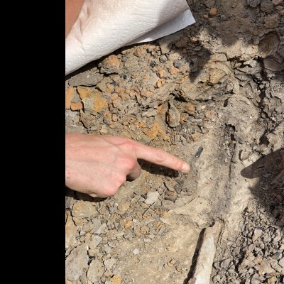 In 2019, JP's Dinosaur Park team found and excavated an Early Cretaceous ornithomimid dinosaur foot bone measuring a foot long! (Photo by JP Hodnett/M-NCPPC).