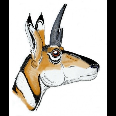 JP worked as a scientific illustrator while as an undergraduate student. One of his projects was to draw hundreds of antilocaprid (pronghorn) fossils including Capromeryx, North America&rsquo;s smallest Pliocene/Pleistocene pronghorns.