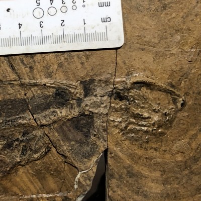 The most complete specimen of the &ldquo;Don Juan ratfish&rdquo; found at Kinney Brick Quarry in the summer of 2019. Males of the species have a very large elongated cephalic tenaculum, a finger-like cartilage that sits between the eyes, with well-developed paired dagger-like denticles at the end.
This specimen is now at the Smithsonian National Museum of Natural History.