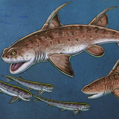 Ray&rsquo;s reconstruction of the &ldquo;Godzilla Shark&rdquo; the largest vertebrate at Kinney Brick Quarry and one of the most complete ctenacanth sharks found in North America.