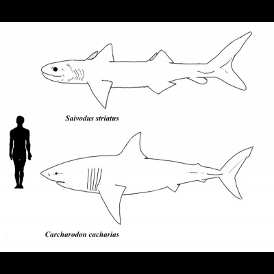Based on the dimensions of the lower jaw and teeth, an average Saivodus was approximately the size of a large adult great white shark (Carcharodon carcharias, 4.9 meters) or larger (7-9 meters maximum). (Art by JP Hodnett)