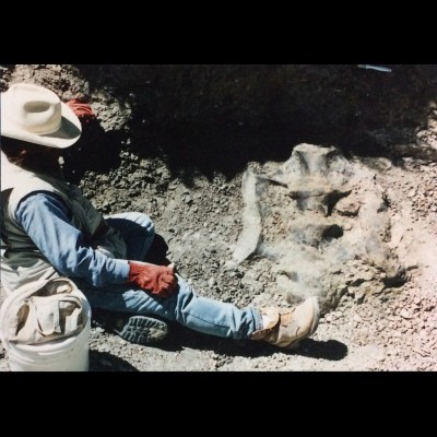 Bob's notes on this photo: from the Claw Quarry in Wyoming: The three strongest vertebrae, fused together at an early age. &nbsp;The narrow bars on either side brace the ilia, upper hip bones. Rock is expanding clay from volcanic ash modified by Jurassic ground water and soil organisms