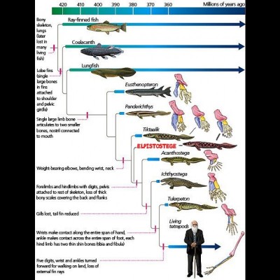 From Lobefins to lungfish, this cladogram shows just how fish slowly acquired all the tools they needed to start their life on land.