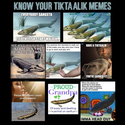 Tiktaalik became the subject of a series of popular memes in 2020.