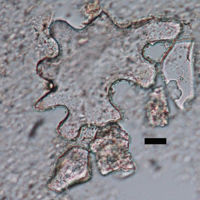 A 49 million-year-old phytolith. Its curvy, large shape indicate the plant it came from grew in shady conditions. Scale bar is 10 micrometers.
Source: Regan Dunn, University of Washington