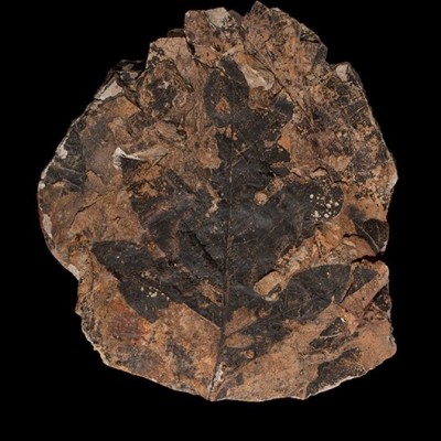 Another specimen from Cast Rock, found in 1994, during the widening of I-25 in Colorado.&nbsp;&nbsp;
Source: https://twitter.com/DenverMuseumNS